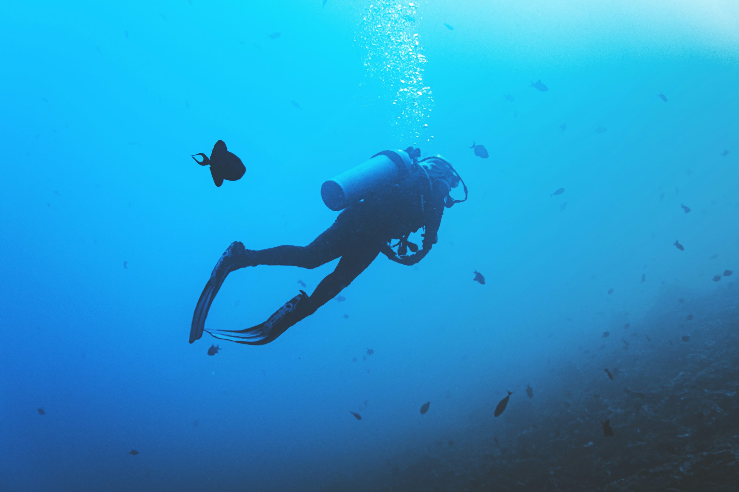 discover the thrill of diving into the depths of the ocean with our expert guides and experience the beauty and wonder of underwater world.